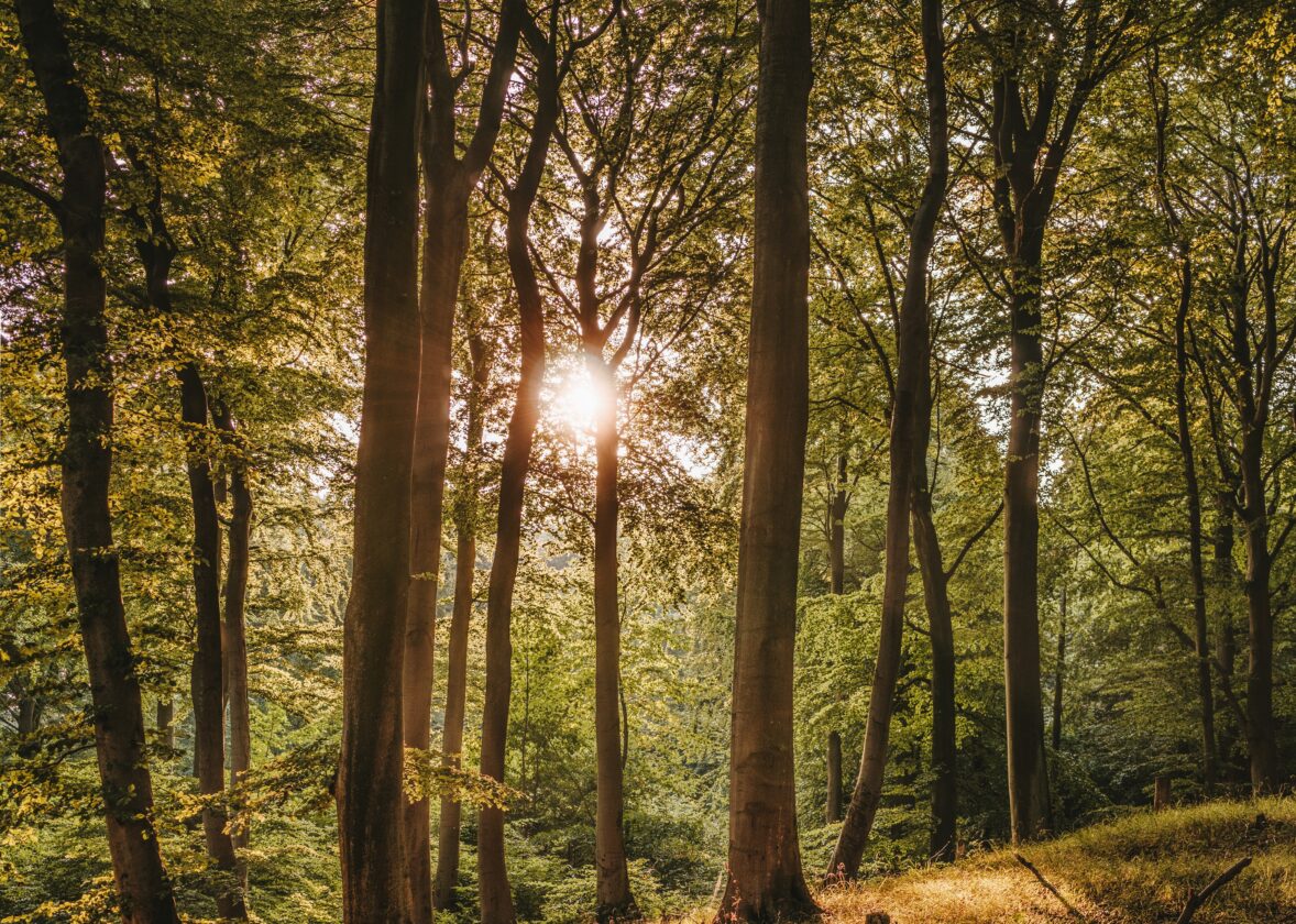 New study report: Future of European wood supply