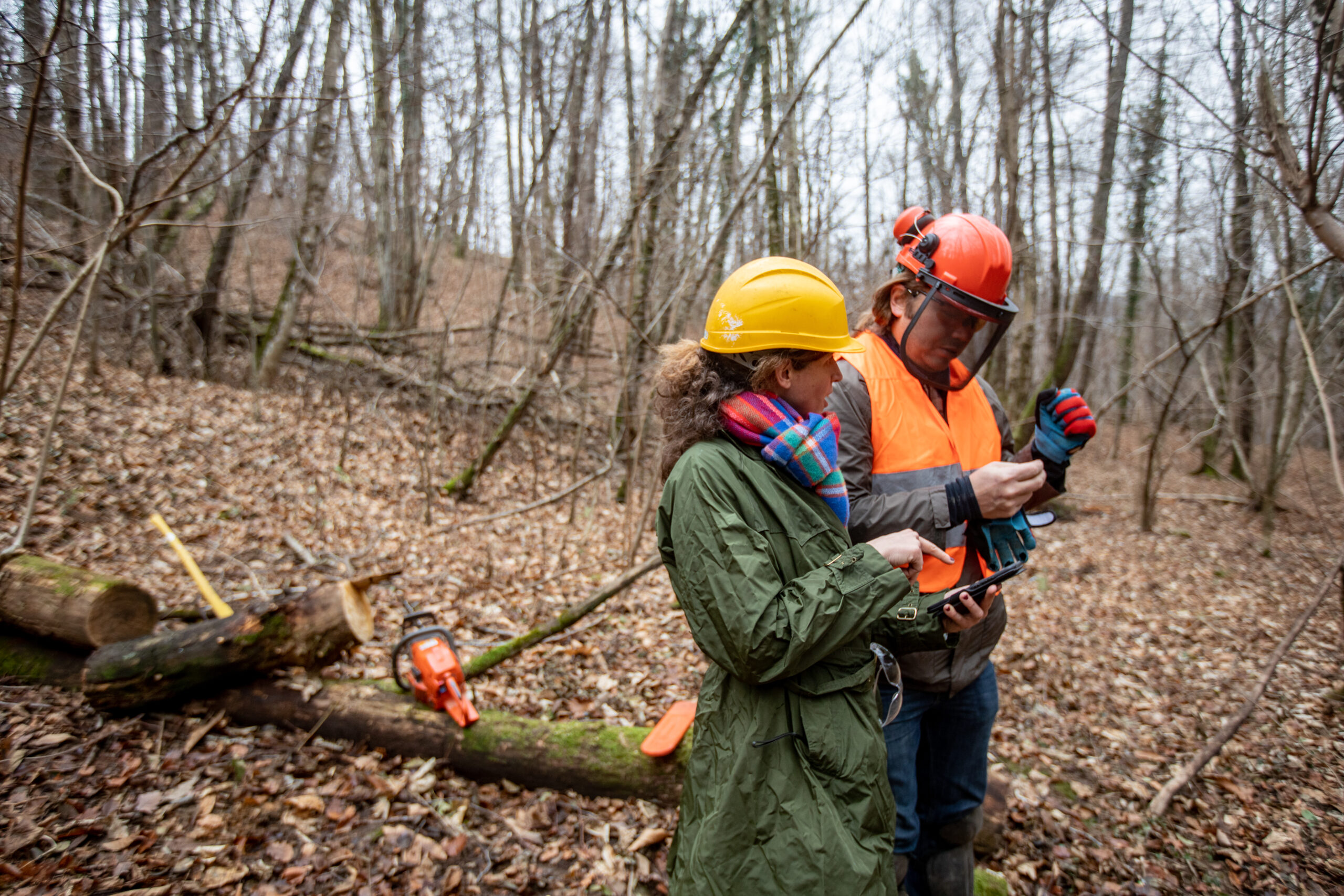 Forest Inspector and Lumberjack Working Together.