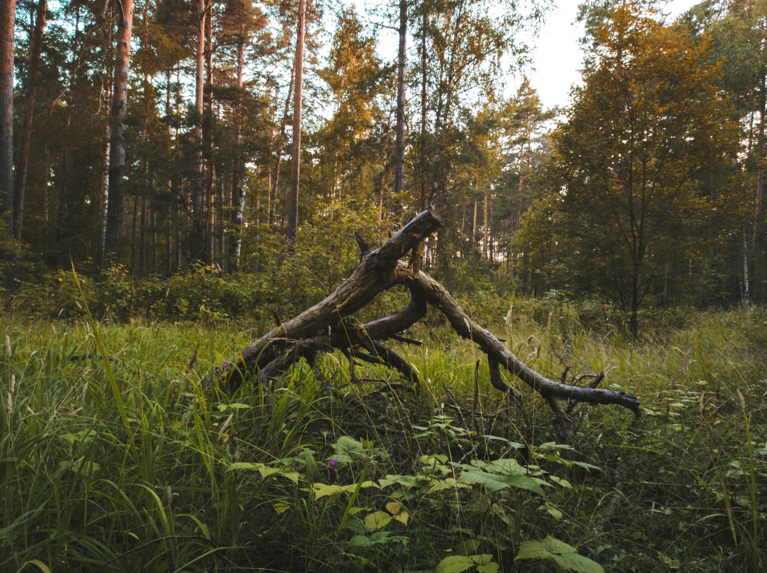 Unsplash_Andrew_Reshetov Unsplash_Andrew_Reshetov