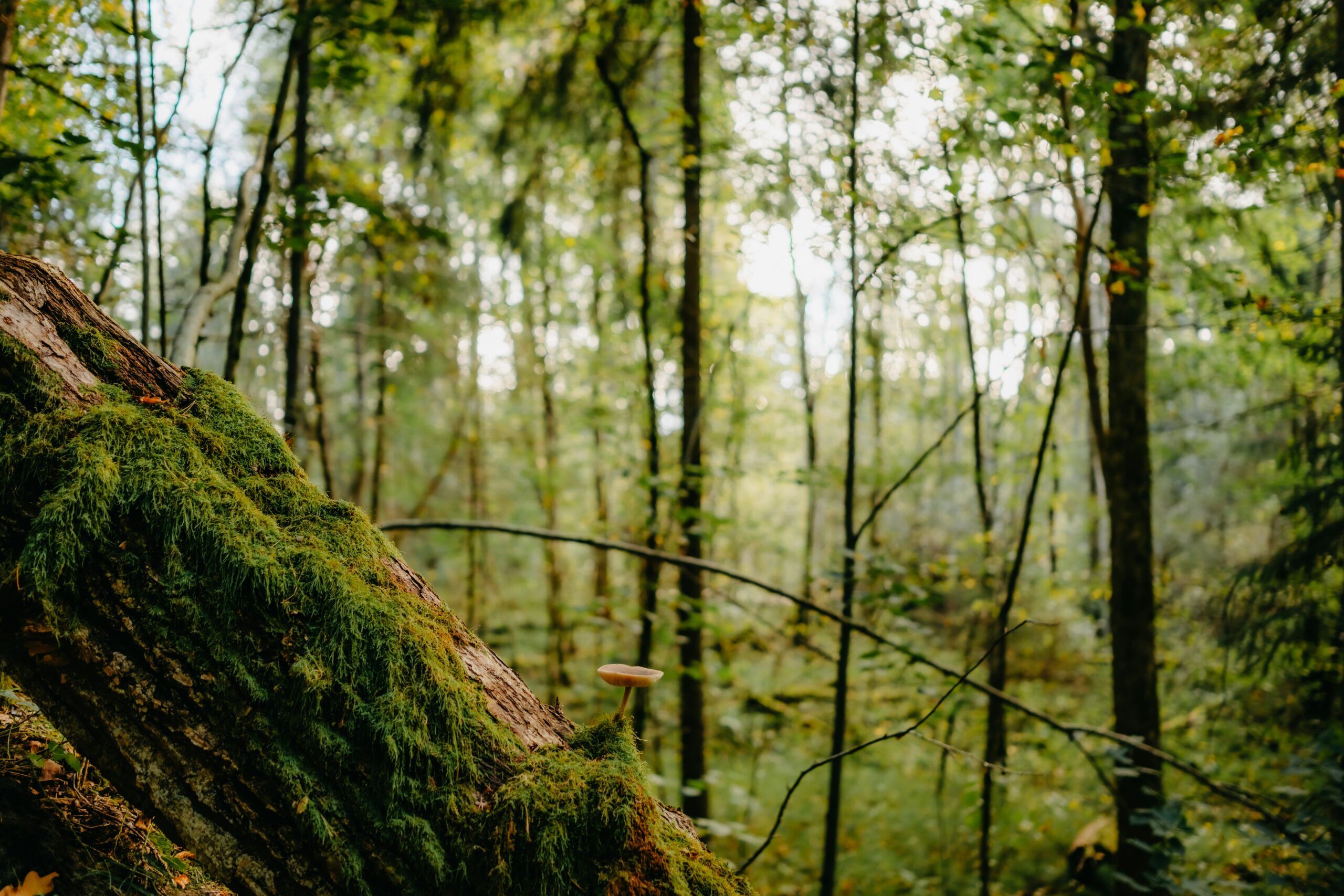 Unsplash_Kristaps_Ungurs