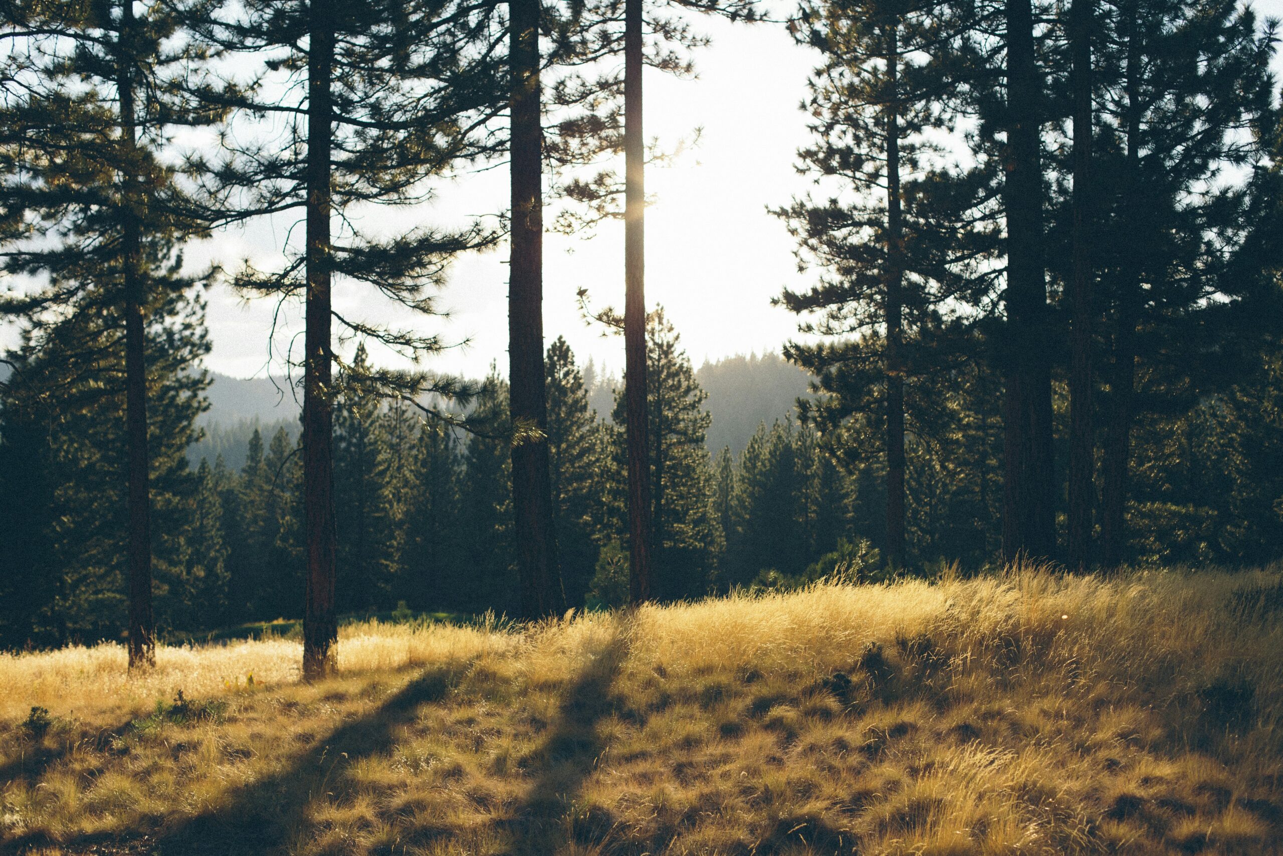 Unsplash_Raquel_Smith